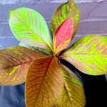 Euphorbia grantii 'Rubra'