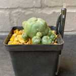 Lophophora williamsii - Peyote