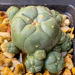 Lophophora williamsii - Peyote