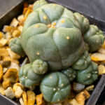 Lophophora williamsii - Peyote