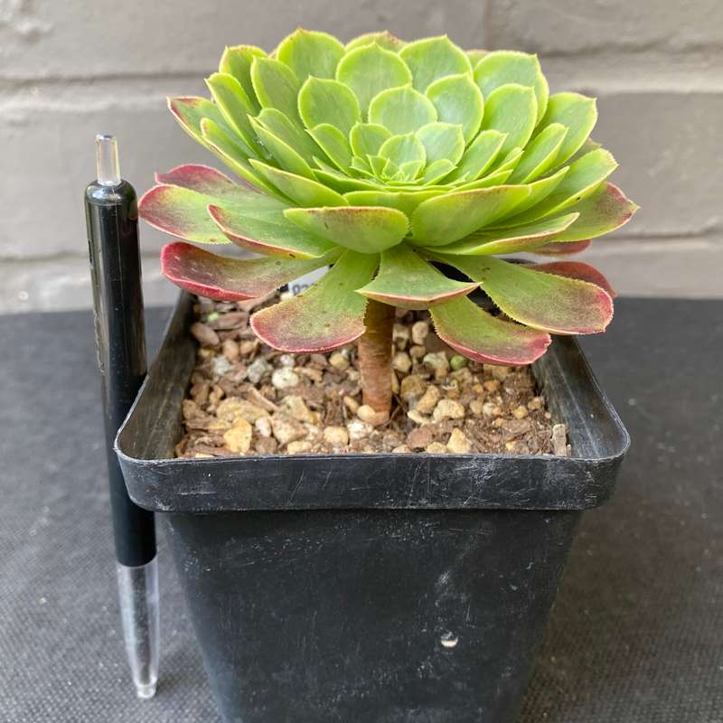 Aeonium Fiesta