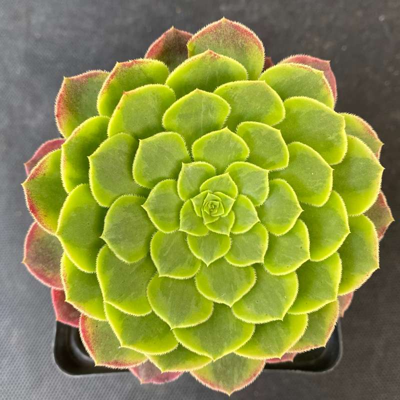 Aeonium Fiesta