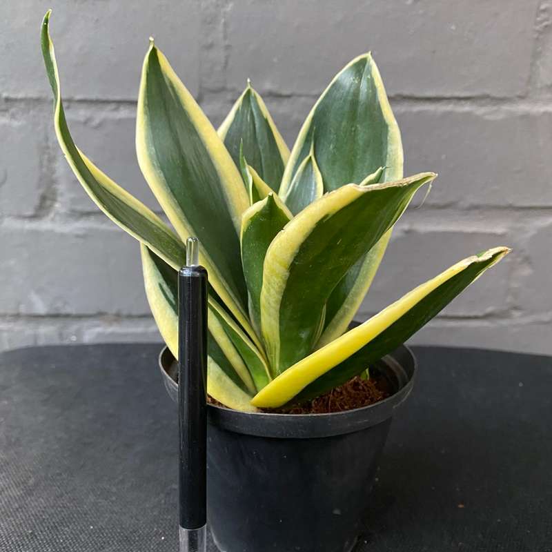 Sansevieria Black Gold Superba