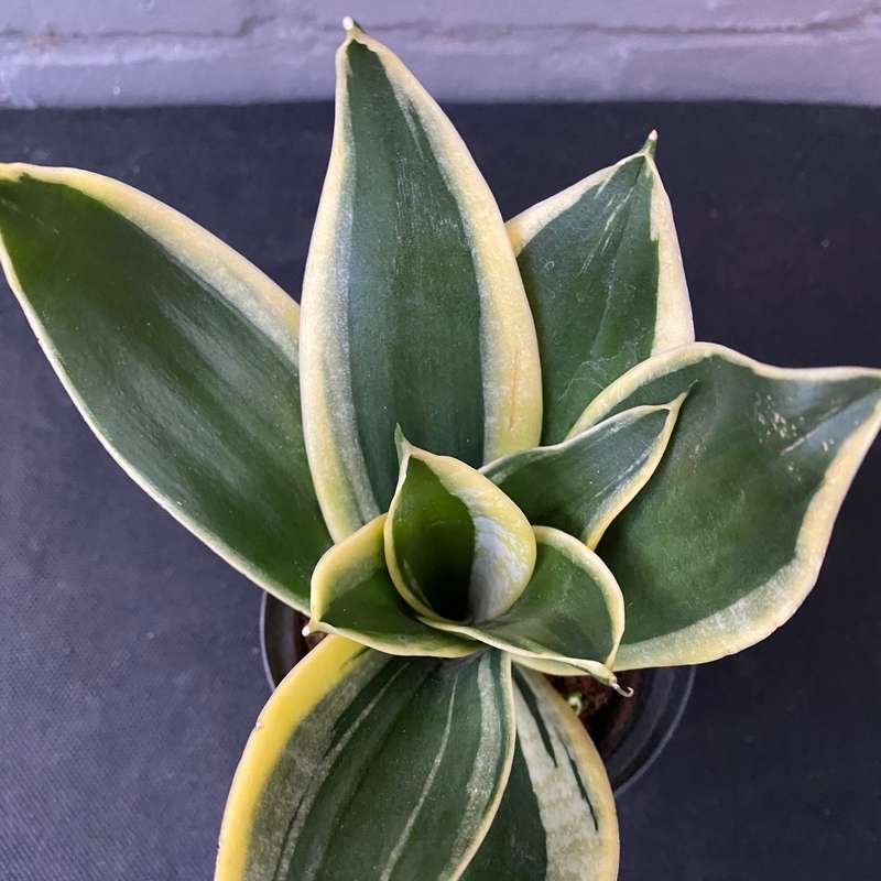 Sansevieria Black Gold Superba