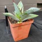 Agave titanota 'Black and Blue' (D55)
