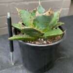 Agave titanota 'Sierra Mixteca'