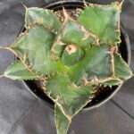 Agave titanota 'Sierra Mixteca'