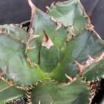 Agave titanota 'Sierra Mixteca'