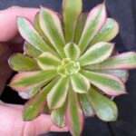 Aeonium 'Mardi Gras'