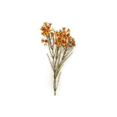 Toolhome Blossoms - Wax Flowers - Rust - 78cm