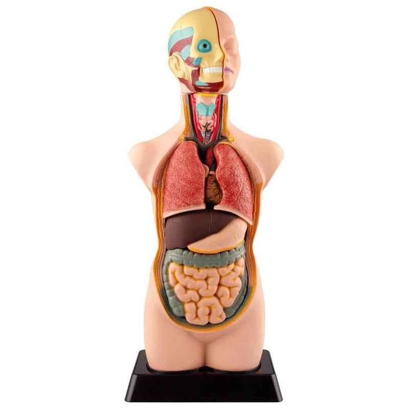 Edu-Toys - Human Anatomy Model - 50 cm - 11pcs