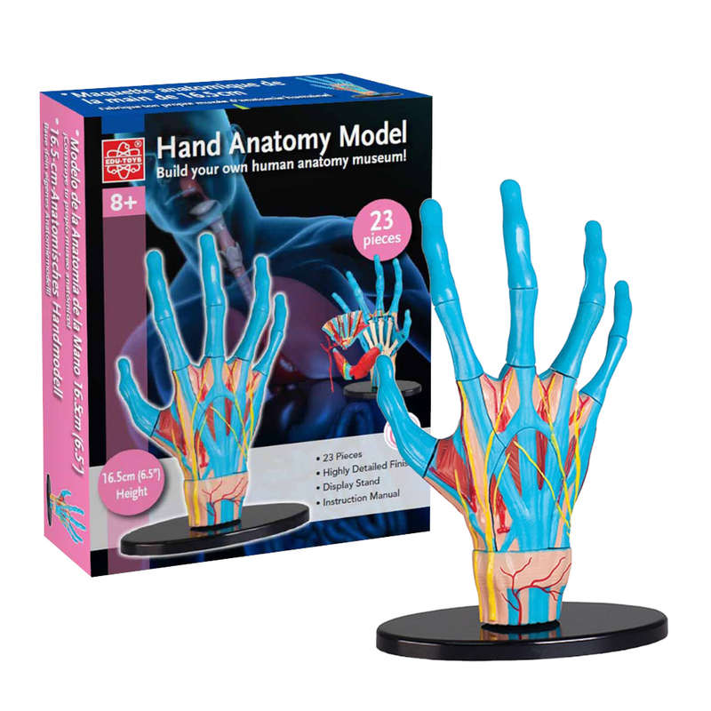 Edu-Toys - Anatomy Model - Hand - 23pcs