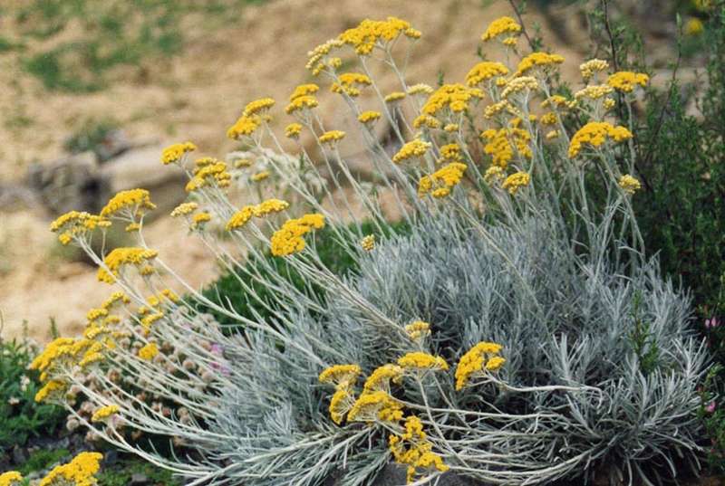 African Helichrysum Essential Oil10 ml (1/3 oz). 100% Pure, Undiluted