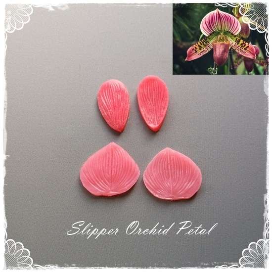 Slipper Orchid Petal Veiner