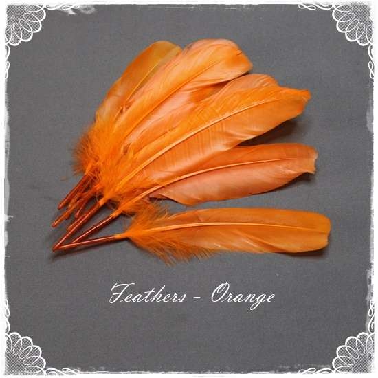 Feathers - Orange