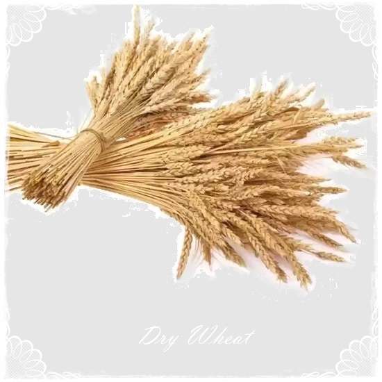 Dry Wheat