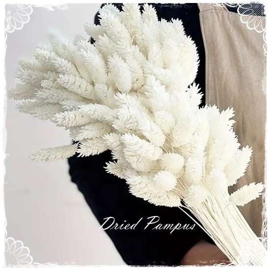 Dried Pampus - Cream