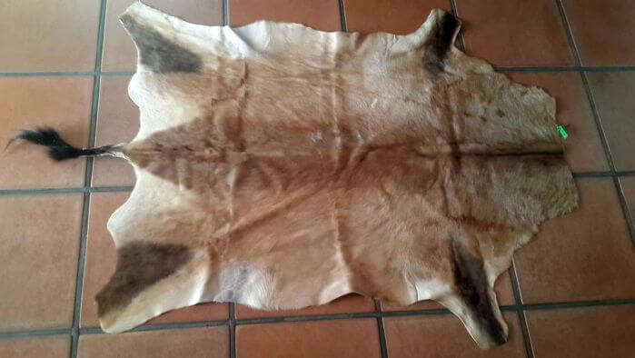 Red Hartebeest hide