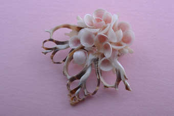 Shell Brooch |  |