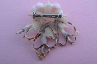 Shell Brooch |  |
