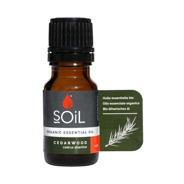 Spiced Forest Essential Oils Bundle