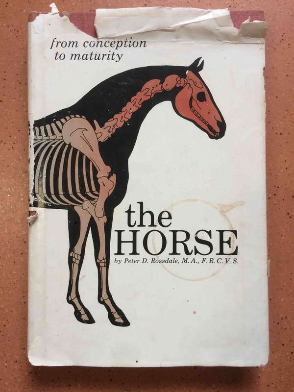 The Horse: From Conception to Maturity