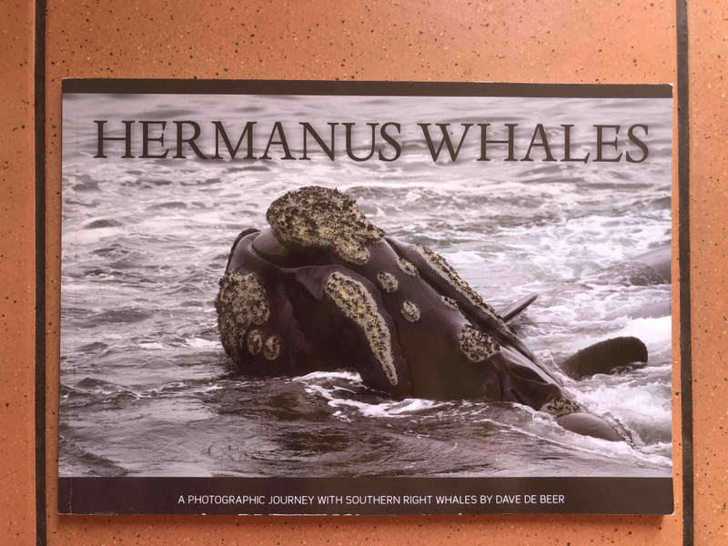 Hermanus Whales