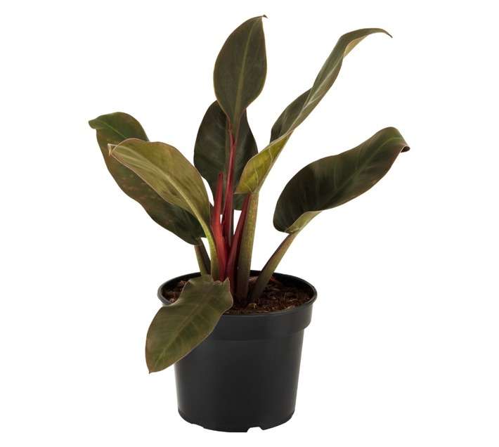 San Michell Philodendron Imperial - Assorted (190 x 190 x 190mm)