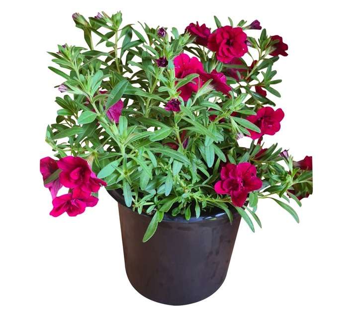 Colorweis Calibrachoa Minifamous Double Pot - Red (150 x 150 x 300mm)