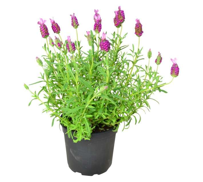 COLOUR POT LAVENDER 14CM ASS