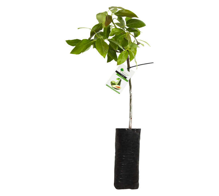 Giving Trees Avocado Pear Fuerte Fruit Tree (10L)