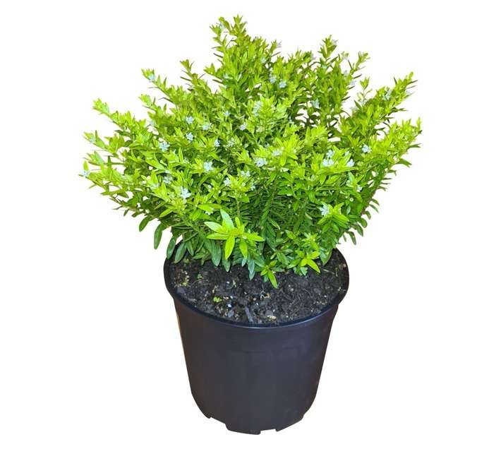 Colorweis Cuphea Hyss Lemon and Ice PBR Pot (170mm)