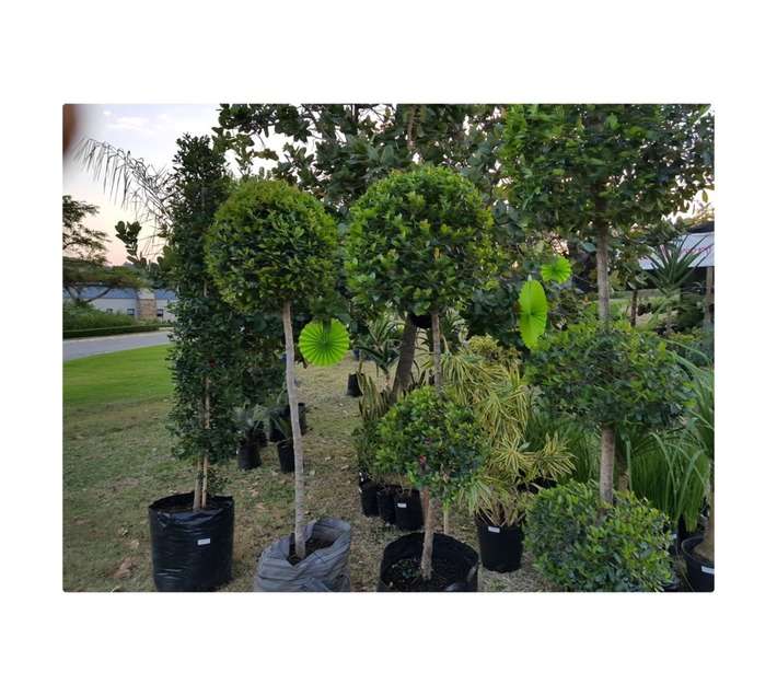 Highveld Roses Syzygium Paniculatum Standard (40L Bag)