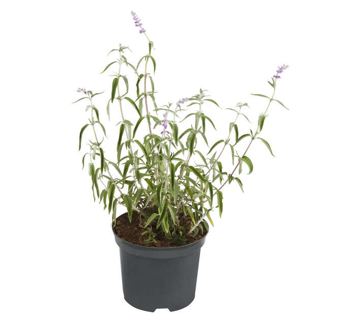 Malanseuns Salvia Leucantha Mauve Potted Plant (190mm)