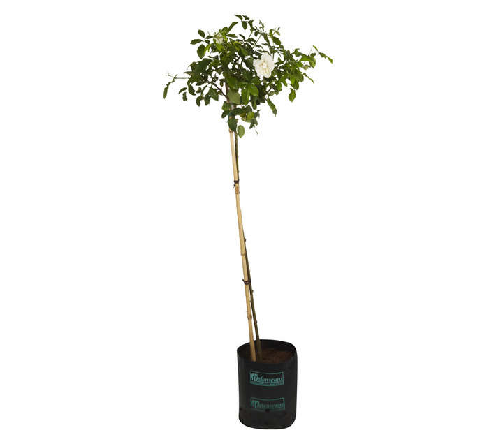 Highveld Roses Rose Iceberg Grafted Standard 90cm (10L Bag)