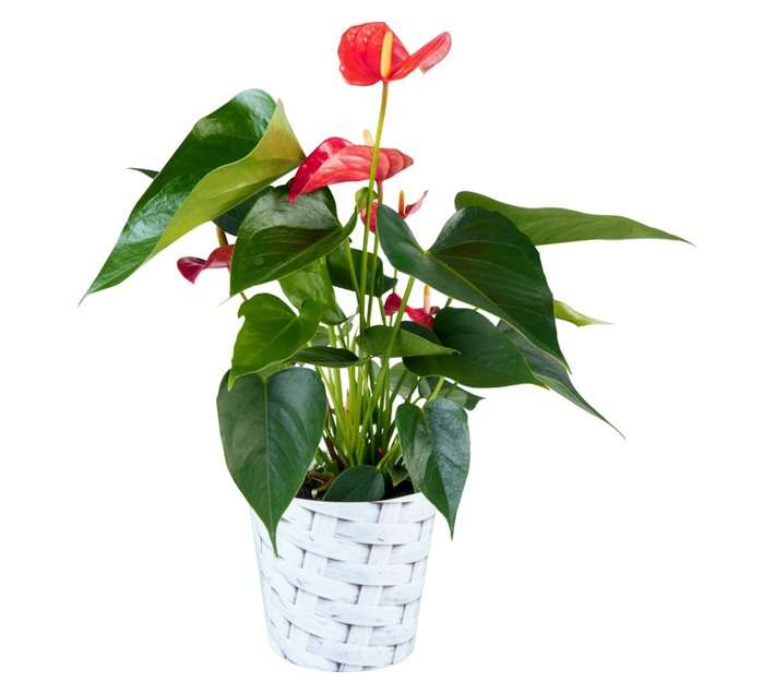 Plantimex PELA18M Anthurium Andreanum Pot (140mm)