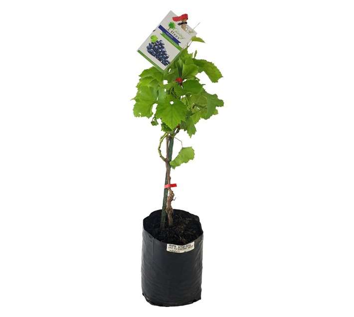 Giving Trees Autumn Royal Grape Fruit Tree (10L)