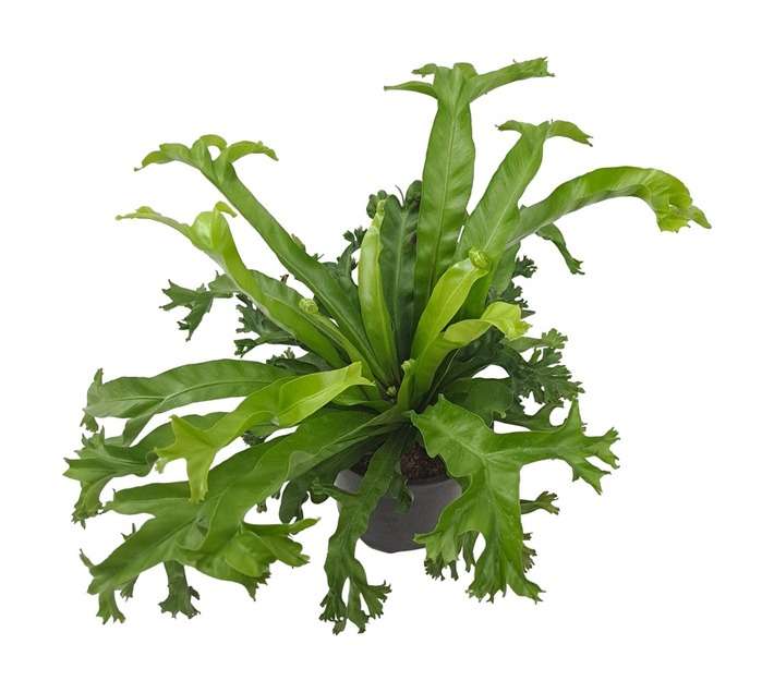 Tuberflora Asplenium Varieties Potted Plant (190mm)