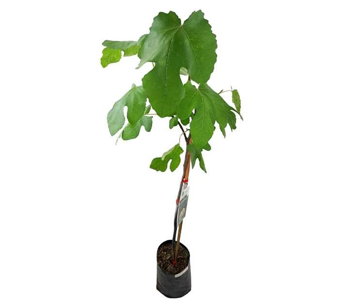 Giving Trees Noire De Caromb Fig Fruit Tree (10L)