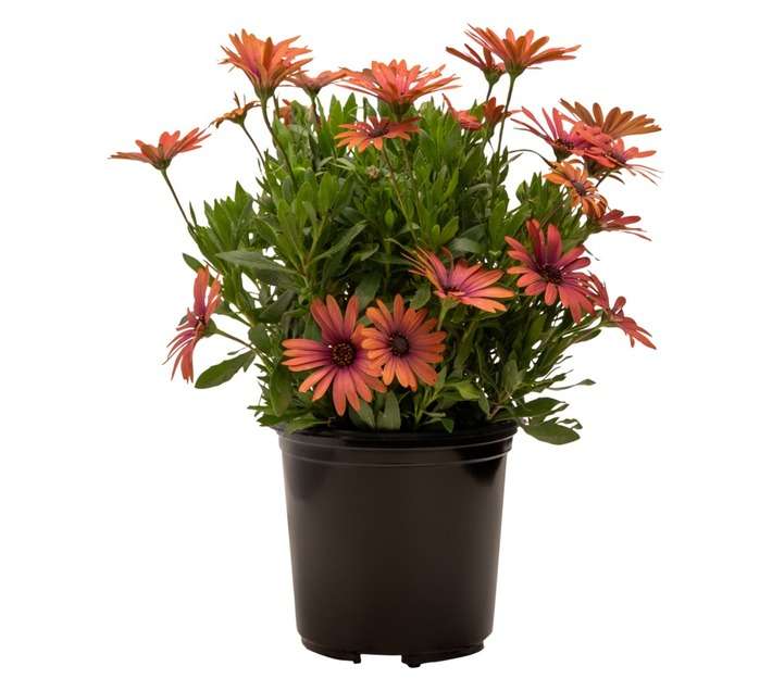 Colorweis Osteospermum Serenity Pot - Bronze (150 x 150 x 300mm)