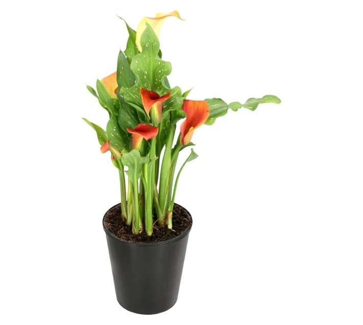 Plantimex GERA20 Geranium Ivy Pot (150mm)