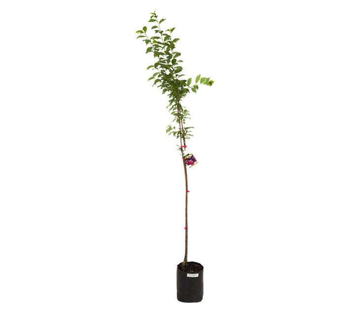 Giving Trees Souvenir Plum Fruit Tree (10L)