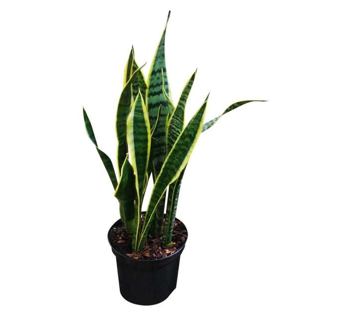 Airely Farms Sanseviera Potted Plant - Assorted (200mm)