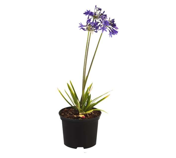 Malanseuns Agapanthus Africanus Lapis Potted Plant (170mm)