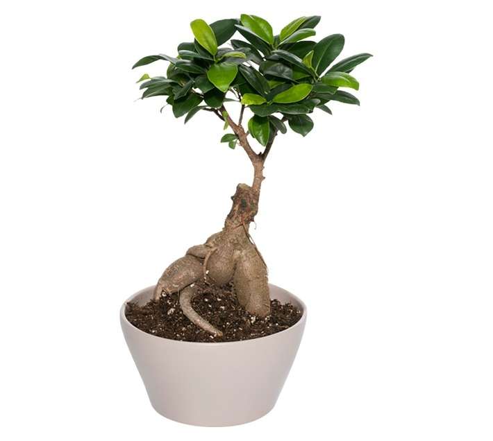 Plantimex Bonsai Ficus In Ceramic Pot