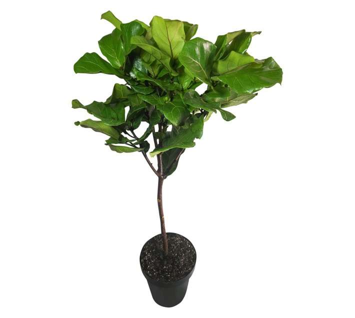 FICUS LYRATA 30CM LOLLIPOP