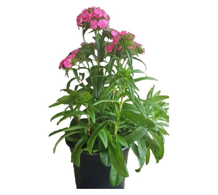 Colorweis Dianthus Dash Pot - Pink (150 x 150 x 300mm)