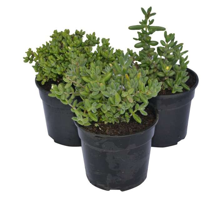 SB Mesembryanthemum Potted Plant (150mm)