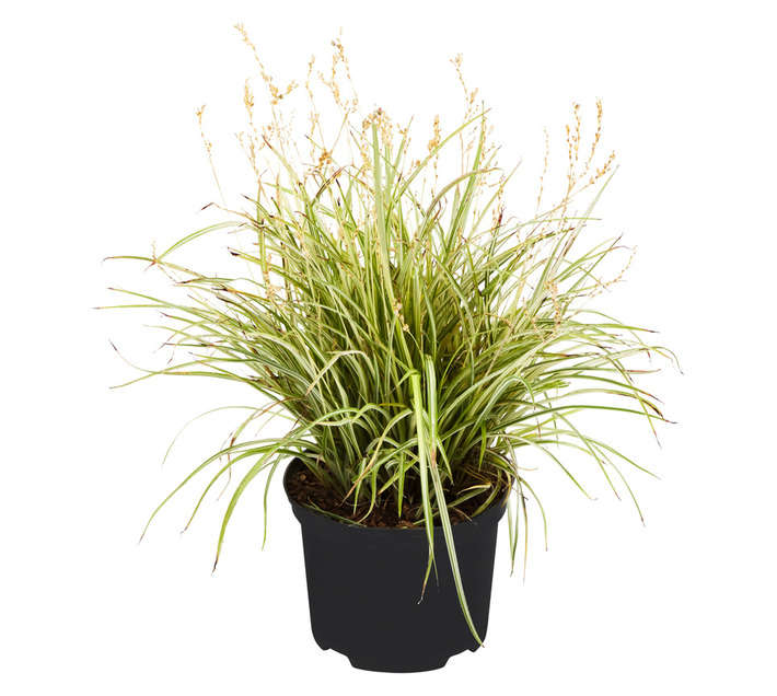 Anthericum Sau Starlight Pot (170mm)