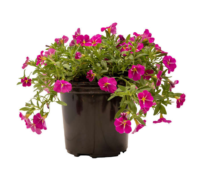Colorweis Calibrachoa Cabaret Pink Star Millions Bells Shrub - Pink (170mm)